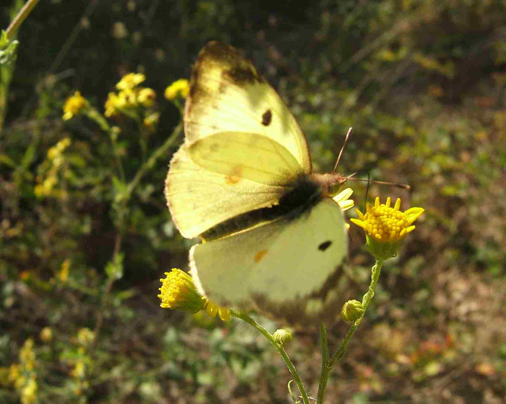 Colias alfacariensis Colias alfacariensis